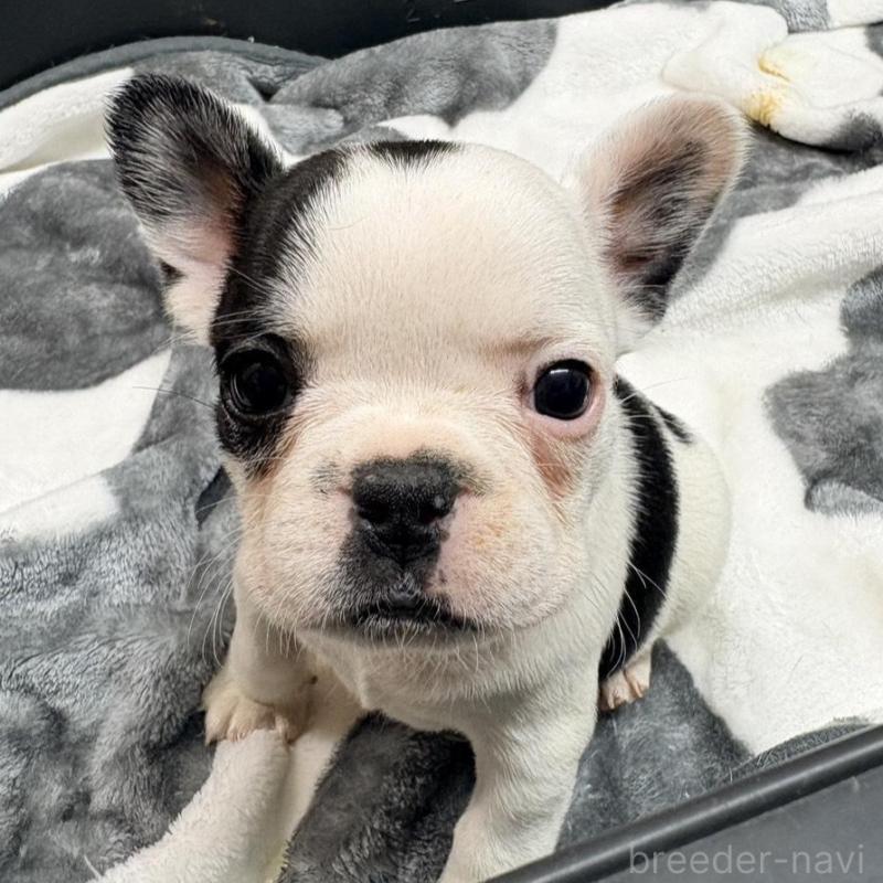 販売中の岡山県のフレンチブルドッグ-433210の1枚目