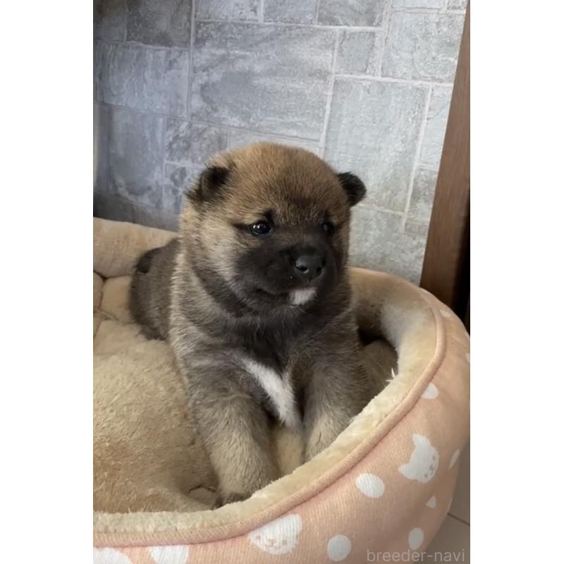 販売中の茨城県の豆柴-433211の6枚目