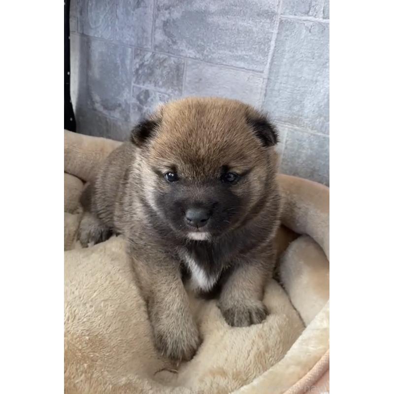 販売中の茨城県の豆柴-433211の4枚目