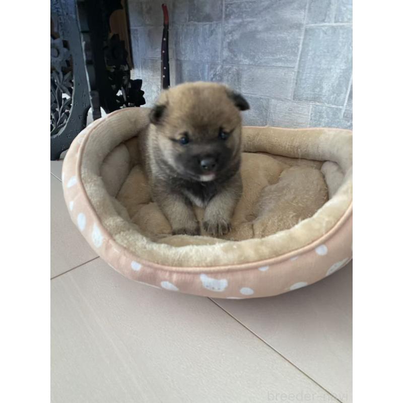 販売中の茨城県の豆柴-433211の3枚目