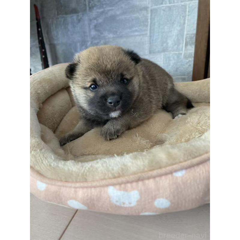 販売中の茨城県の豆柴-433211の2枚目