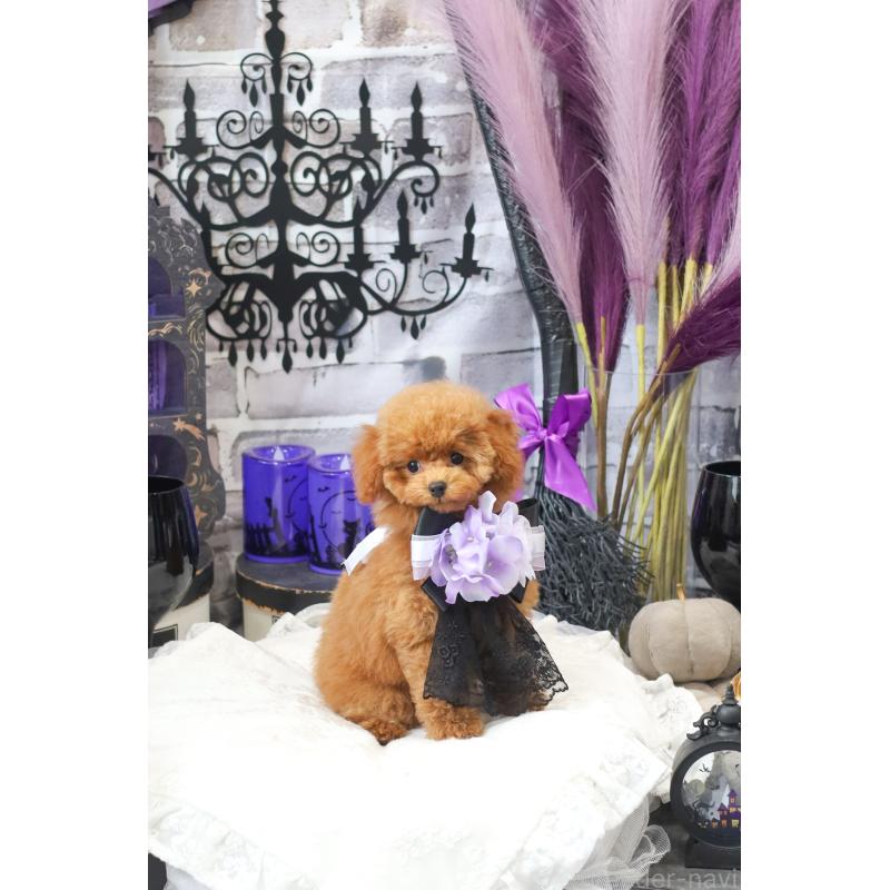 販売中の広島県のトイプードル-433216の3枚目