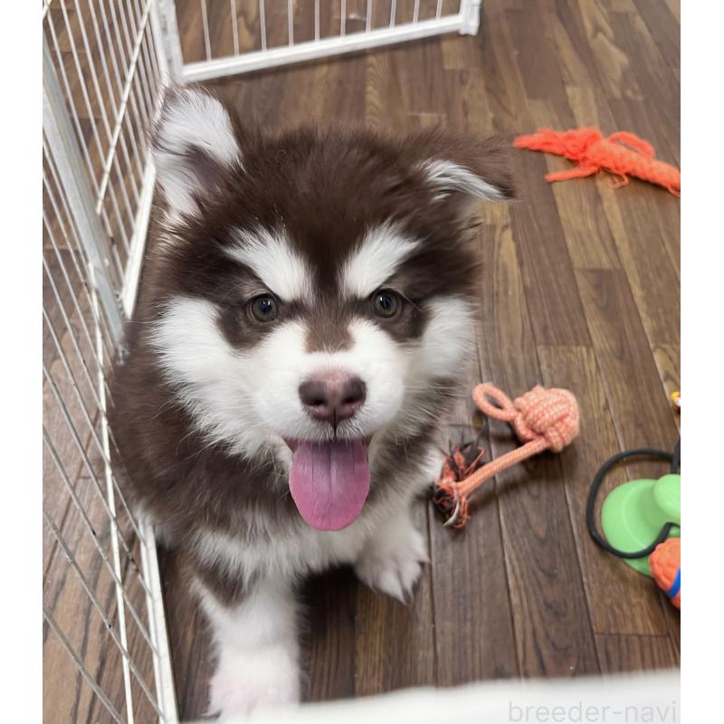 販売中の東京都のアラスカンマラミュート-431424