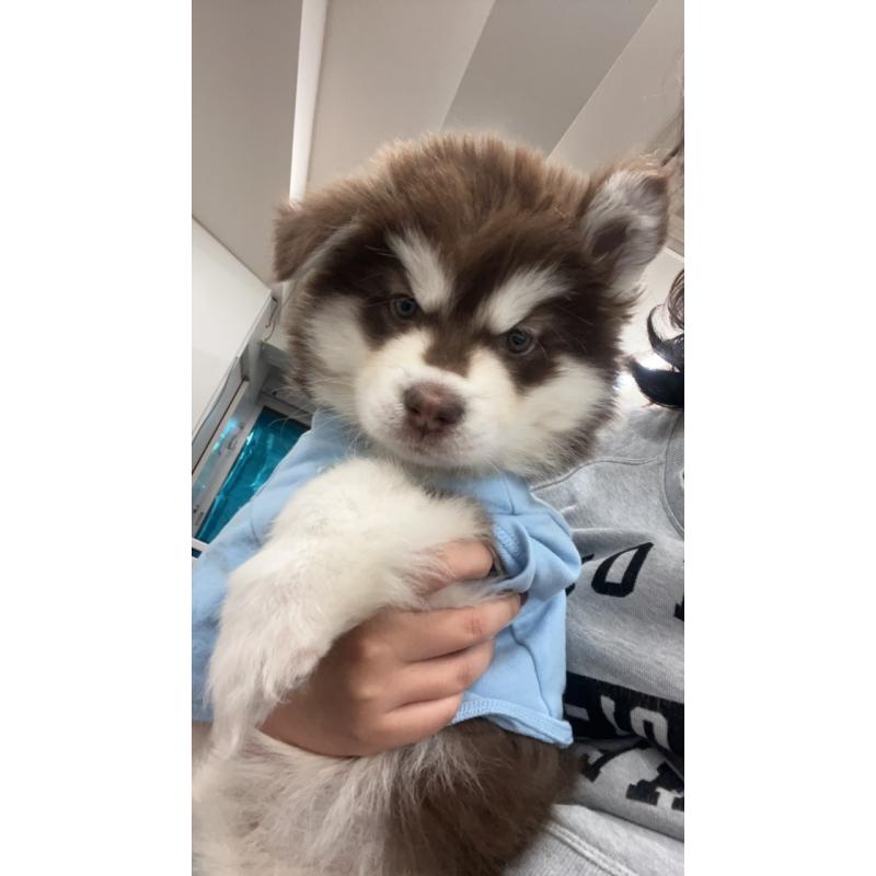 成約済の東京都のアラスカンマラミュート-431424の8枚目