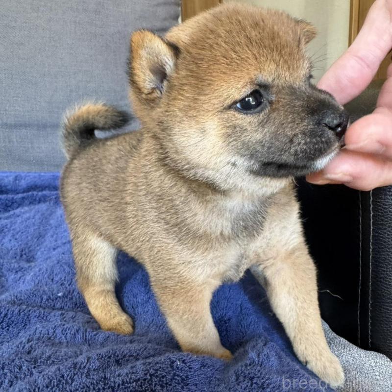 販売中の東京都の豆柴-433217の7枚目