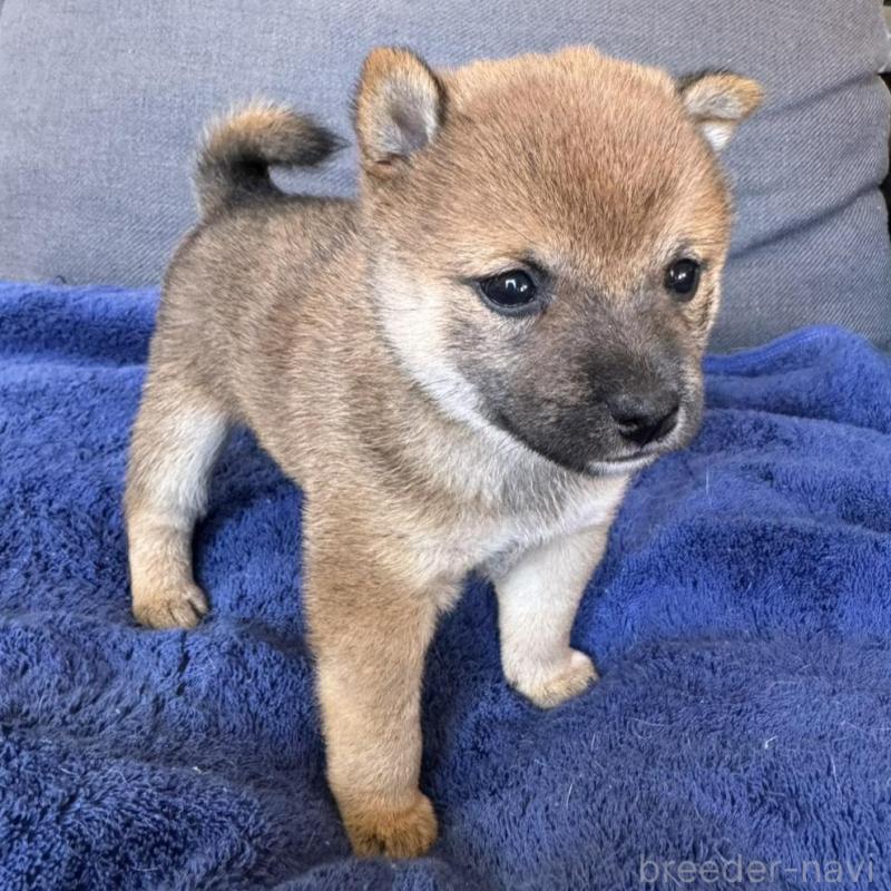 販売中の東京都の豆柴-433217の6枚目