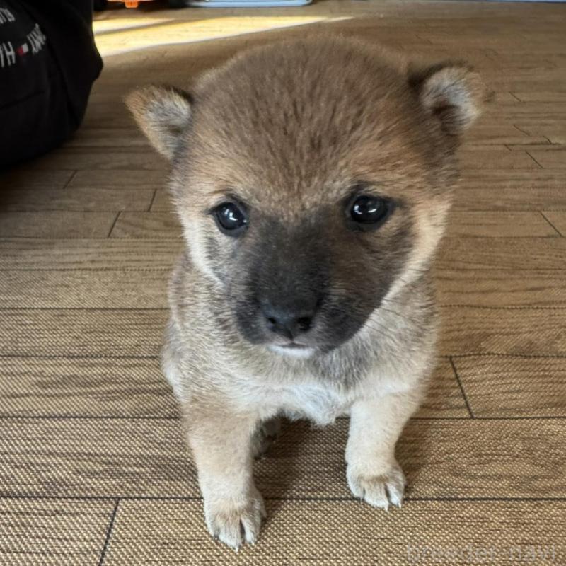 販売中の東京都の豆柴-433217の5枚目