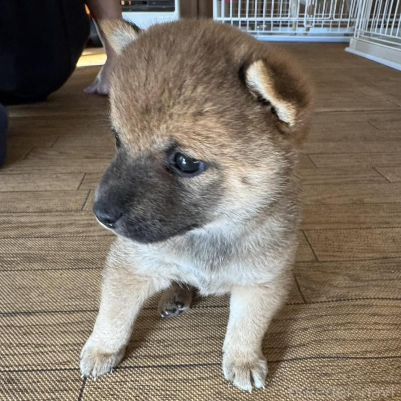 販売中の東京都の豆柴-433217の4枚目