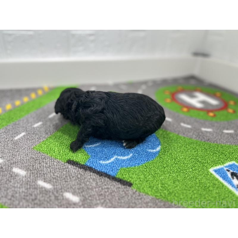 販売中の愛知県のトイプードル-433218の6枚目