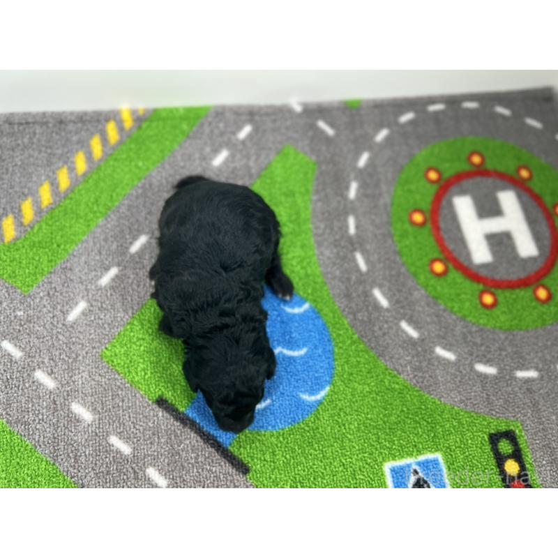 販売中の愛知県のトイプードル-433218の5枚目