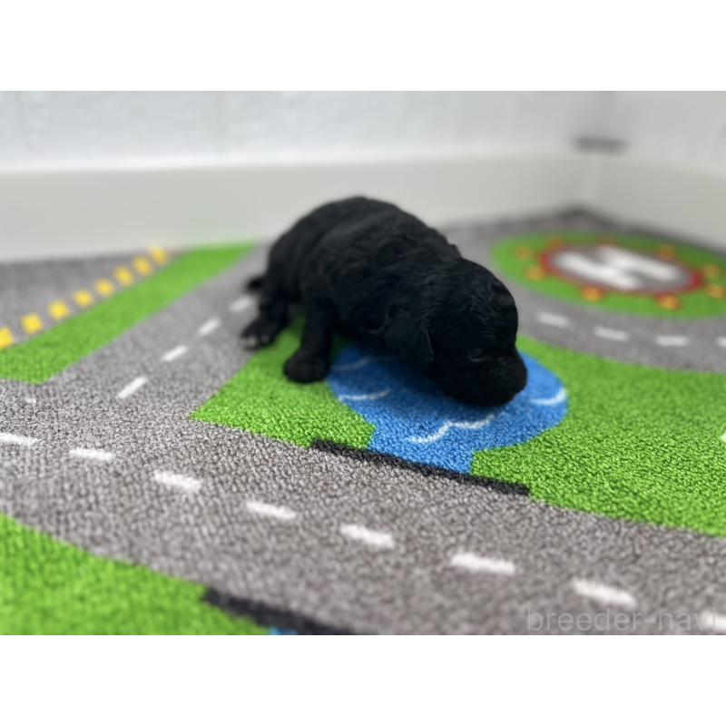 販売中の愛知県のトイプードル-433218の4枚目