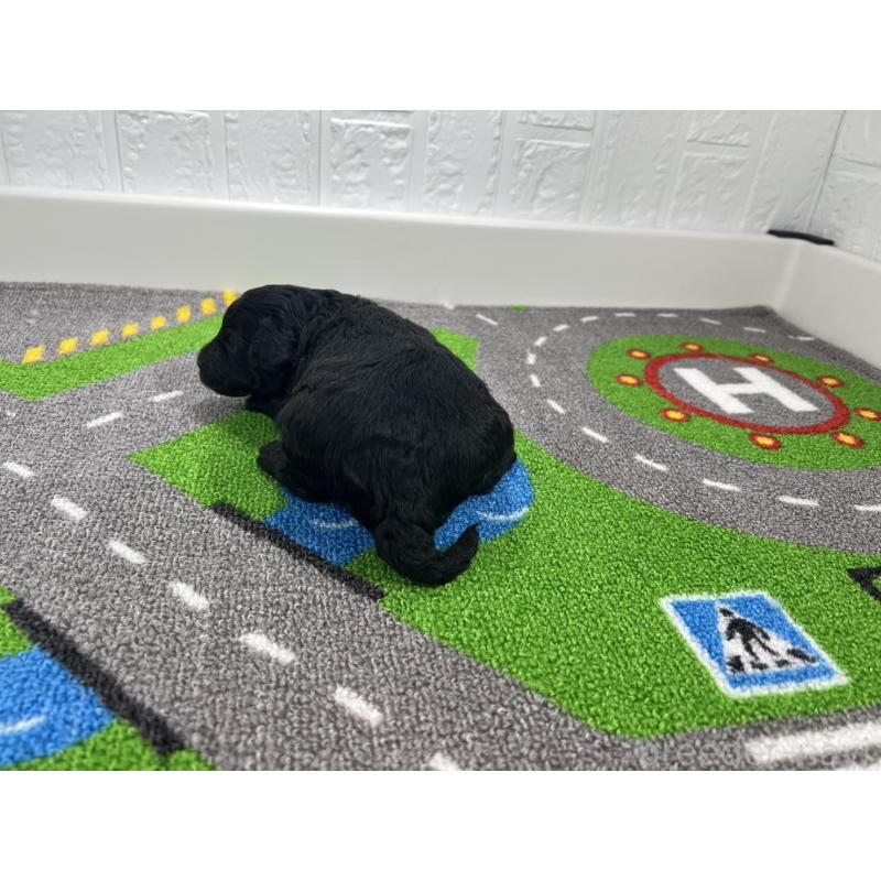 販売中の愛知県のトイプードル-433218の3枚目