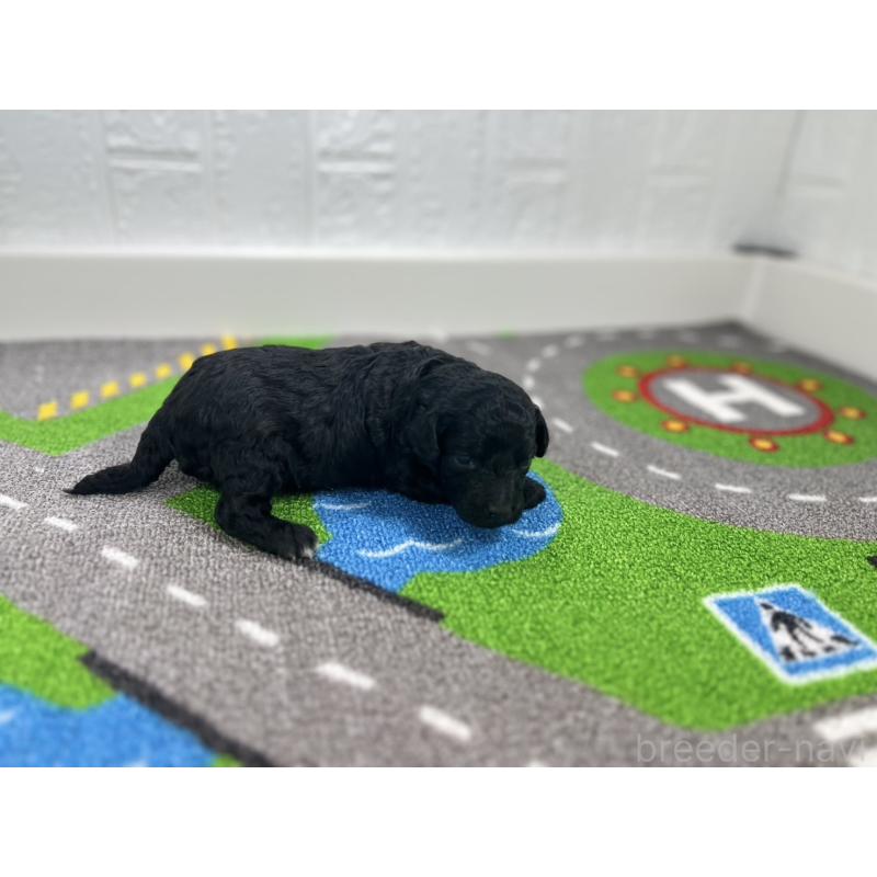 販売中の愛知県のトイプードル-433218の2枚目