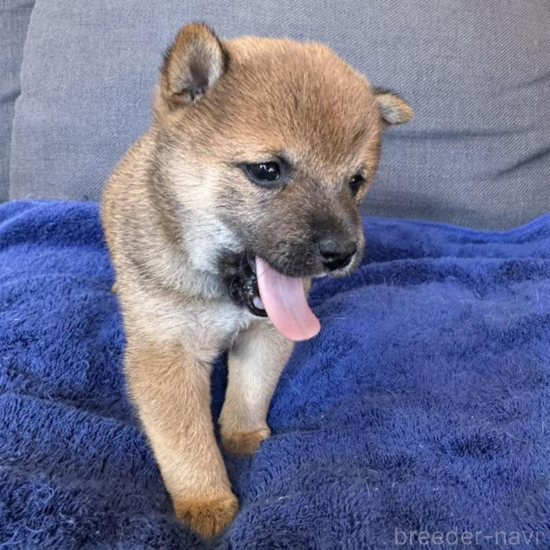 販売中の東京都の豆柴-433217の3枚目