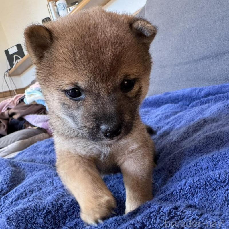 販売中の東京都の豆柴-433217の2枚目