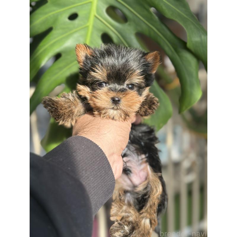 成約済の静岡県のヨークシャーテリア-432082の4枚目