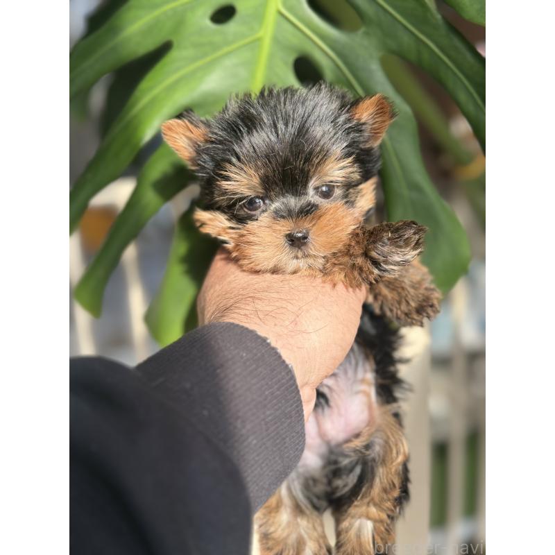 成約済の静岡県のヨークシャーテリア-432082の3枚目