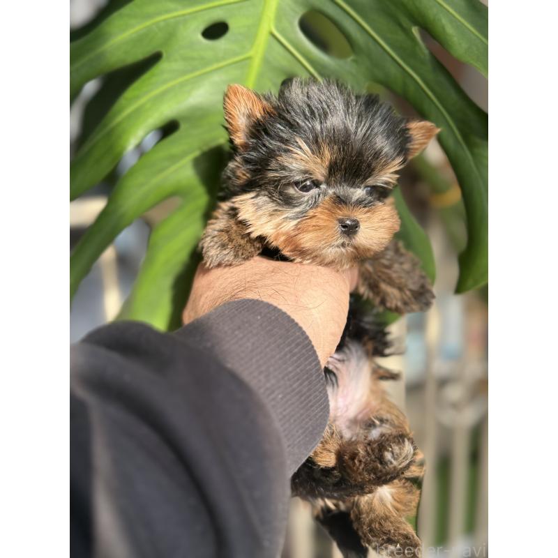 成約済の静岡県のヨークシャーテリア-432082の2枚目