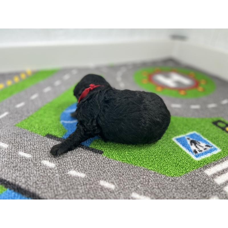 販売中の愛知県のトイプードル-433219の6枚目