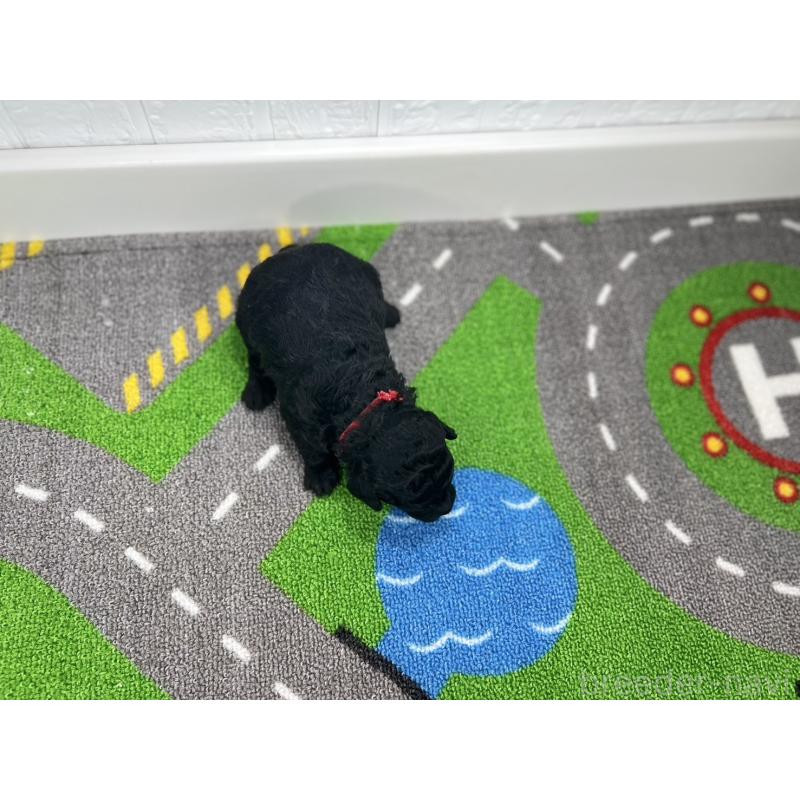 販売中の愛知県のトイプードル-433219の5枚目