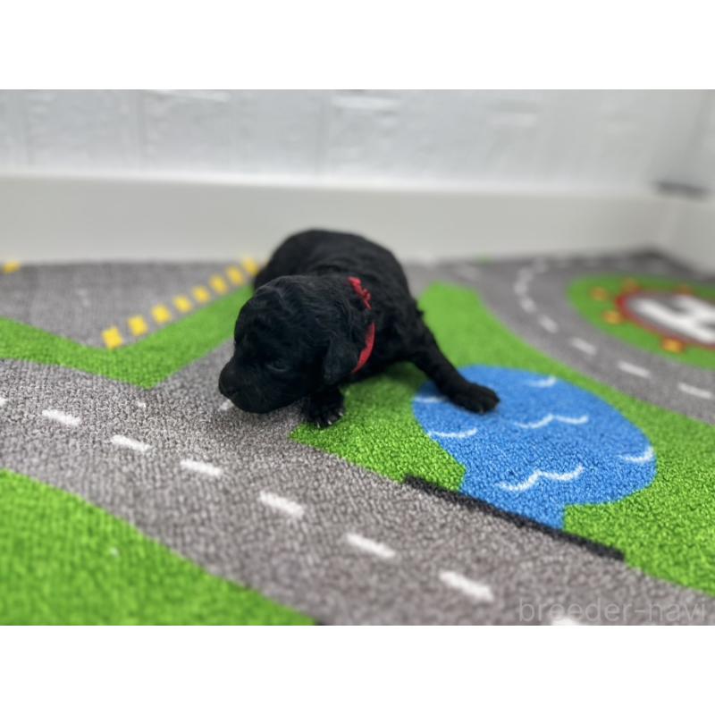 販売中の愛知県のトイプードル-433219の4枚目