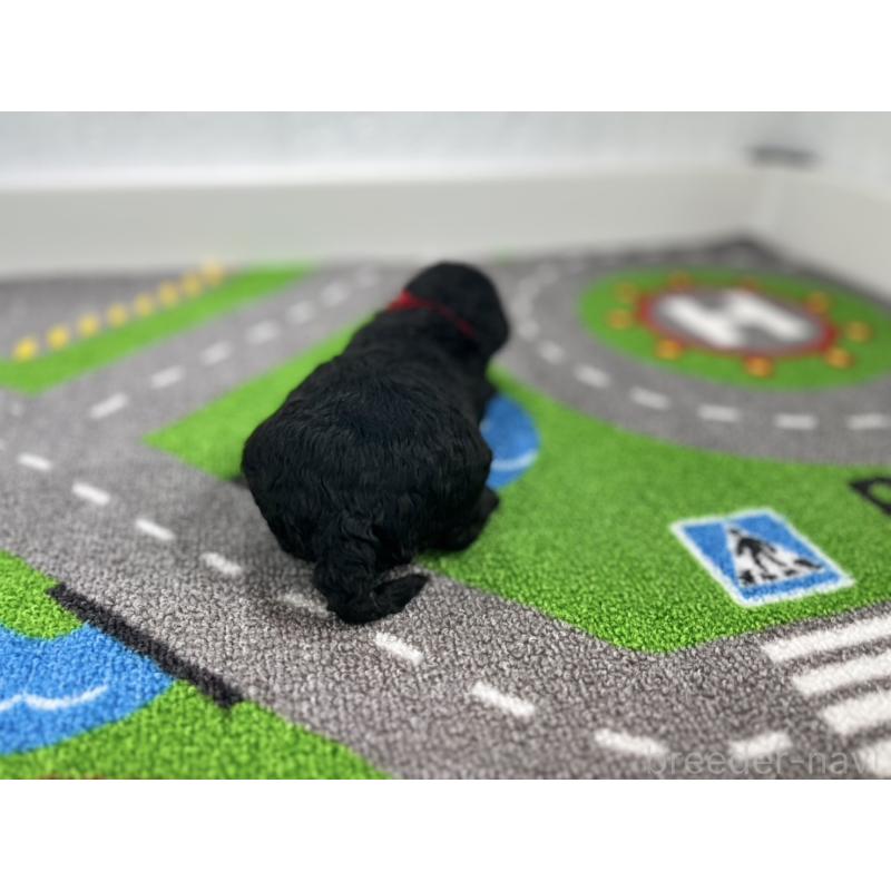 販売中の愛知県のトイプードル-433219の3枚目