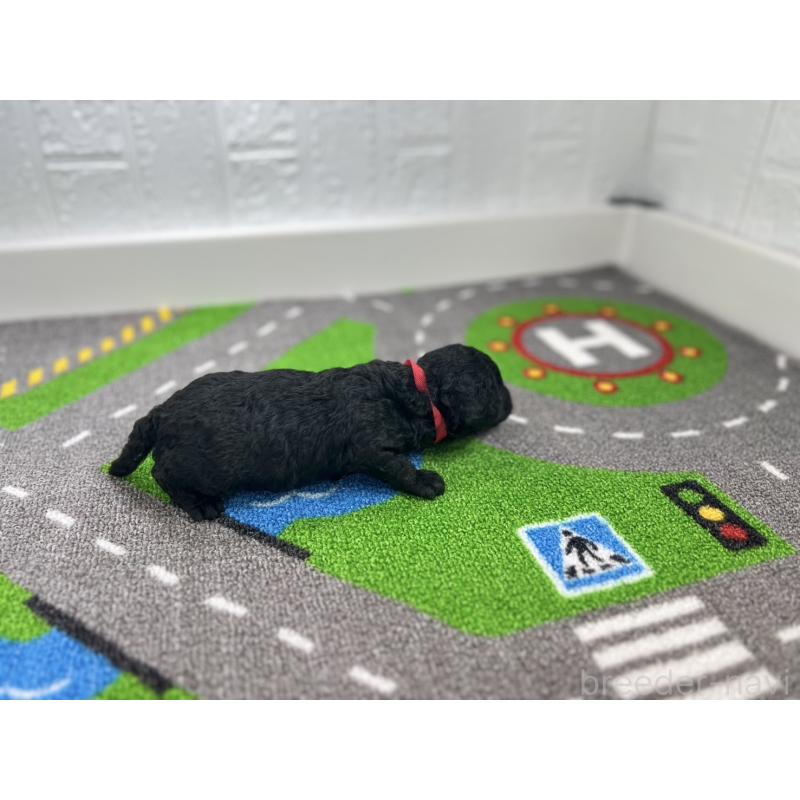 販売中の愛知県のトイプードル-433219の2枚目