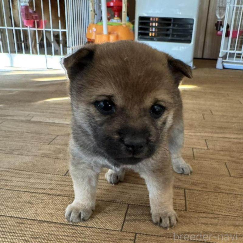 販売中の東京都の豆柴-433223の8枚目