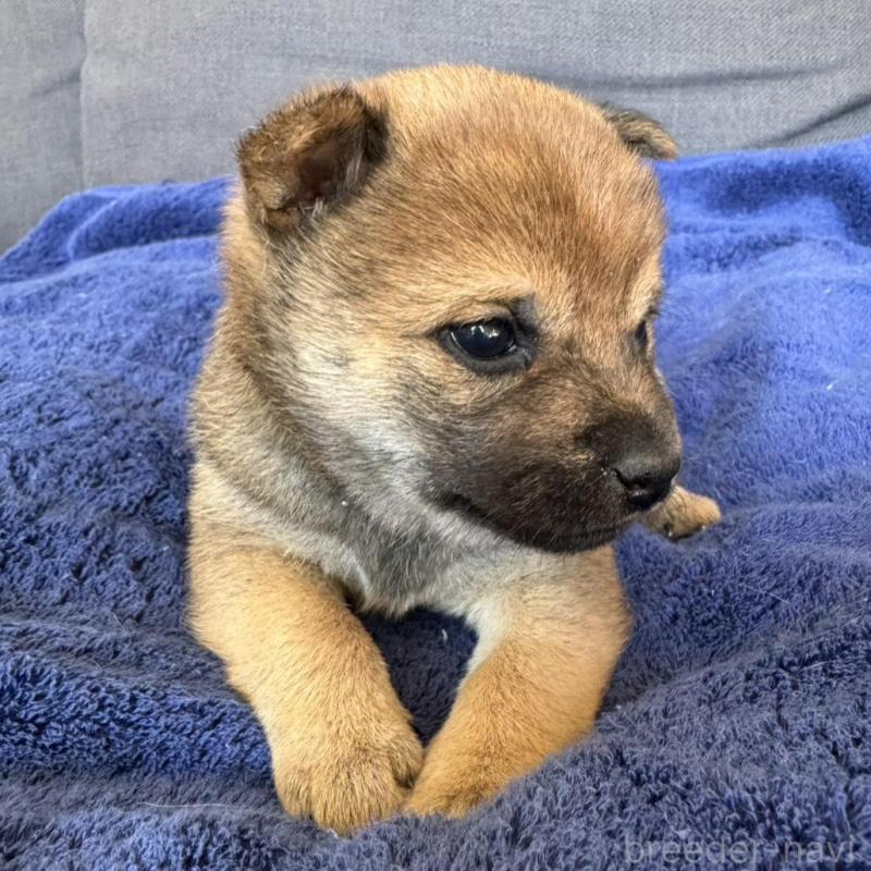 販売中の東京都の豆柴-433223の7枚目