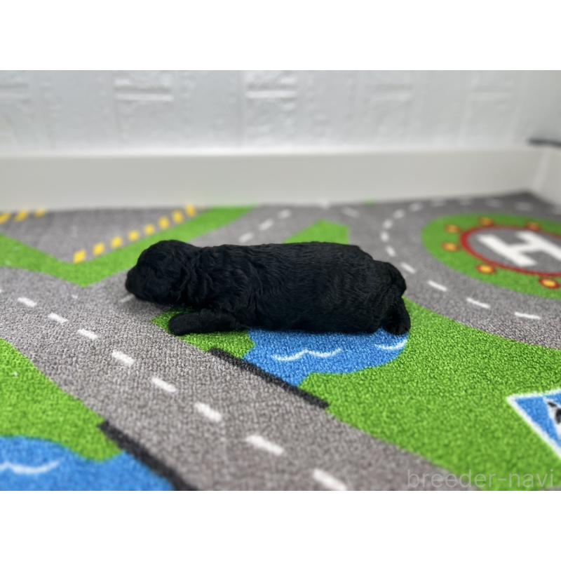 販売中の愛知県のトイプードル-433220の6枚目