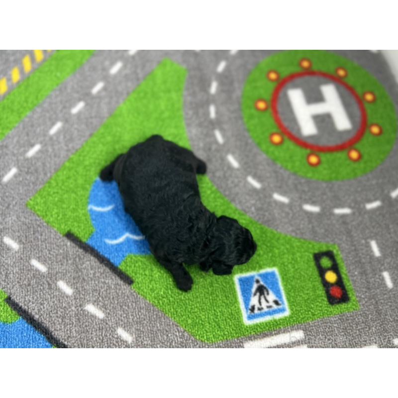 販売中の愛知県のトイプードル-433220の5枚目