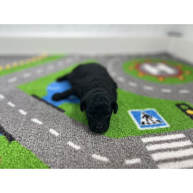 販売中の愛知県のトイプードル-433220の4枚目