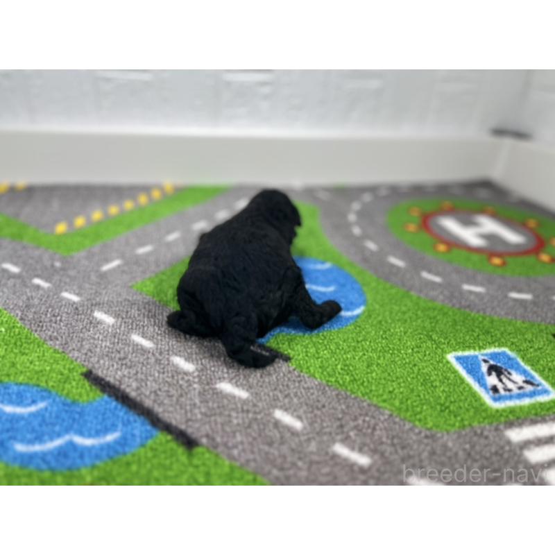 販売中の愛知県のトイプードル-433220の3枚目