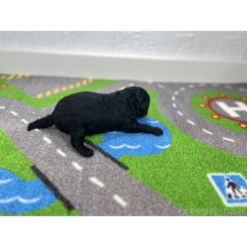 販売中の愛知県のトイプードル-433220の2枚目