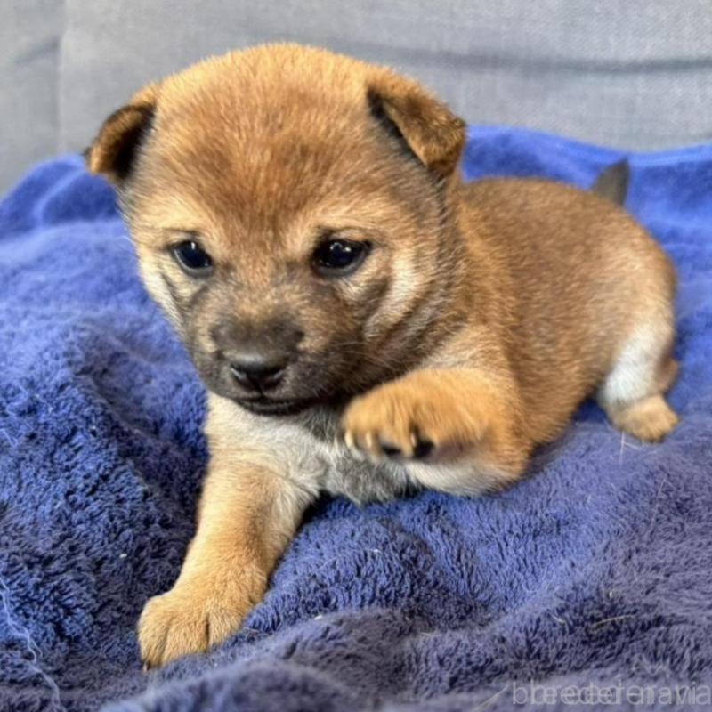 販売中の東京都の豆柴-433223