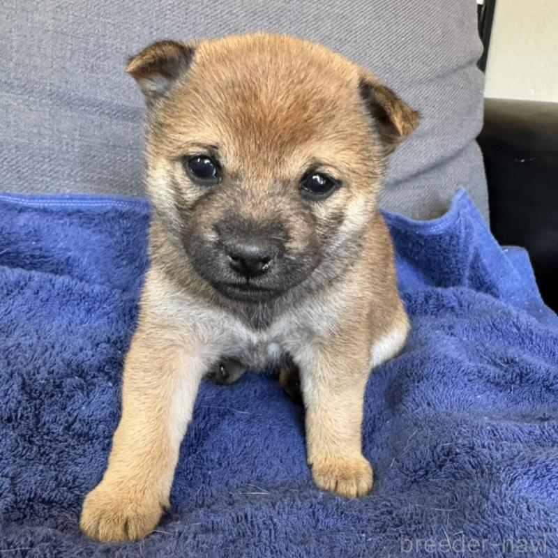 販売中の東京都の豆柴-433223の6枚目