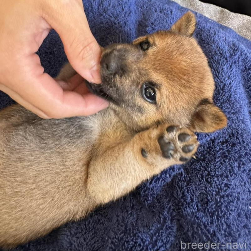 販売中の東京都の豆柴-433223の5枚目