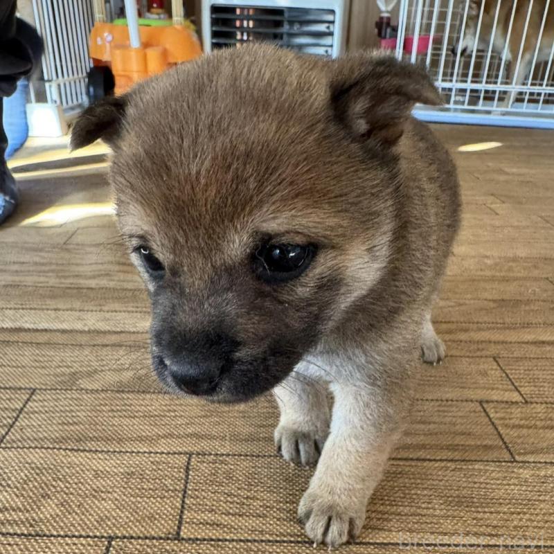 販売中の東京都の豆柴-433223の4枚目