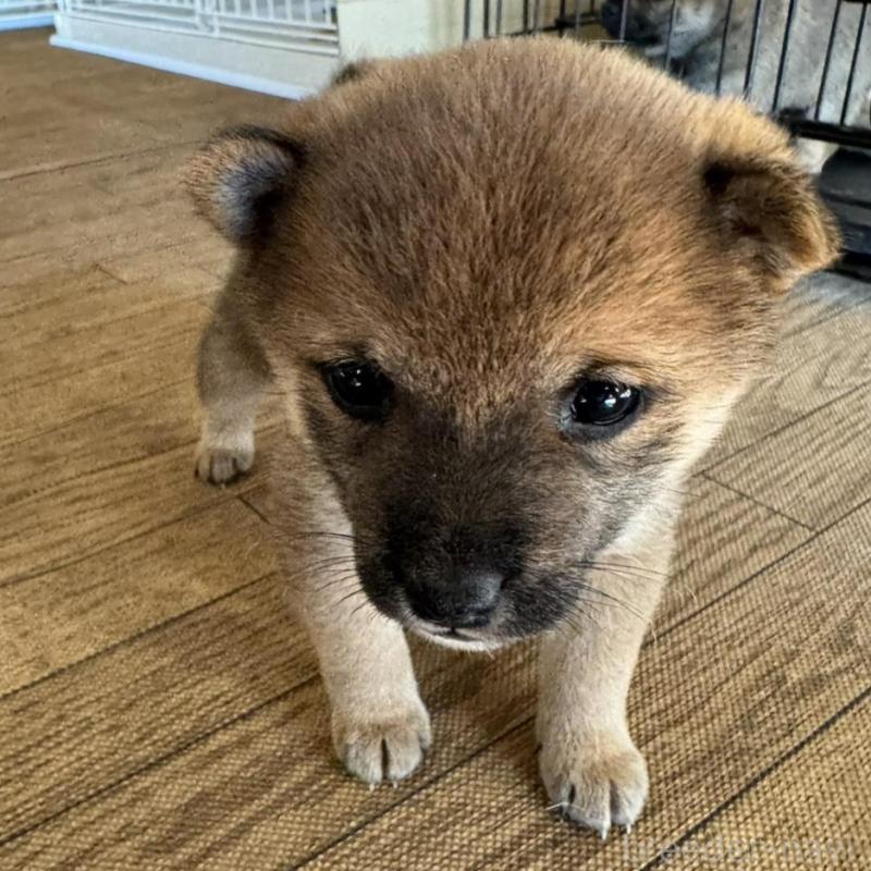 販売中の東京都の豆柴-433223の3枚目