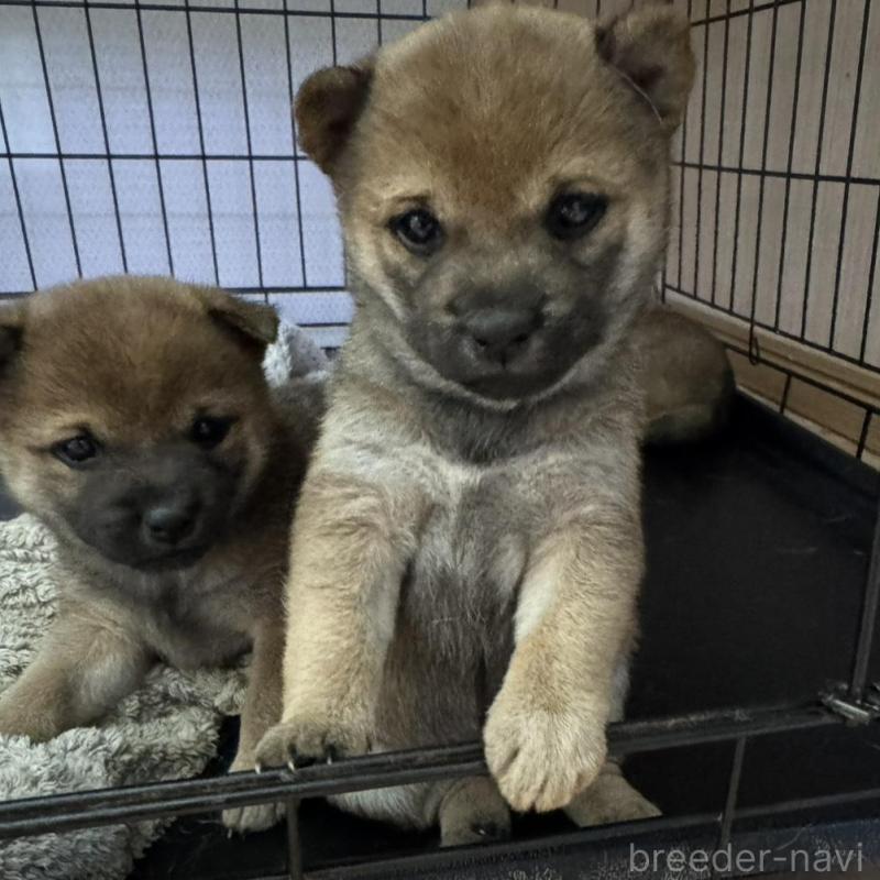 販売中の東京都の豆柴-433223の2枚目