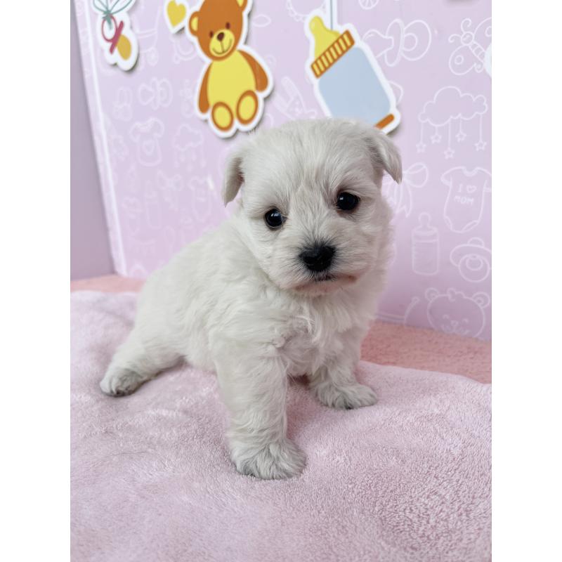 成約済の東京都のミックス犬-431451の7枚目