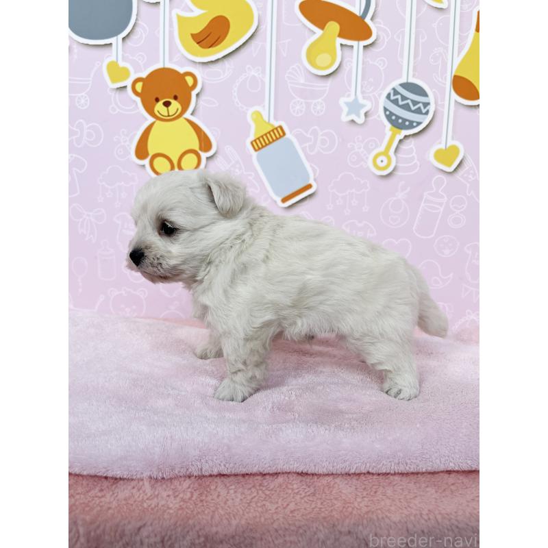 成約済の東京都のミックス犬-431451の6枚目