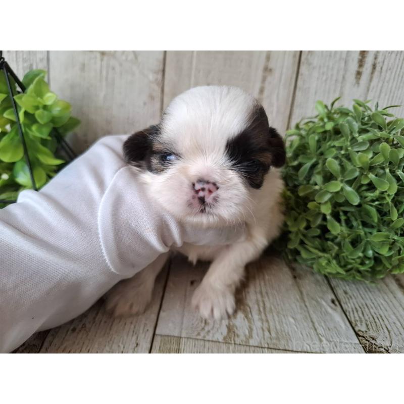 販売中の千葉県のシーズー-433222の10枚目