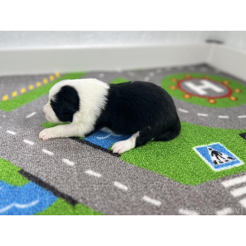 販売中の愛知県のボーダーコリー-433226の6枚目
