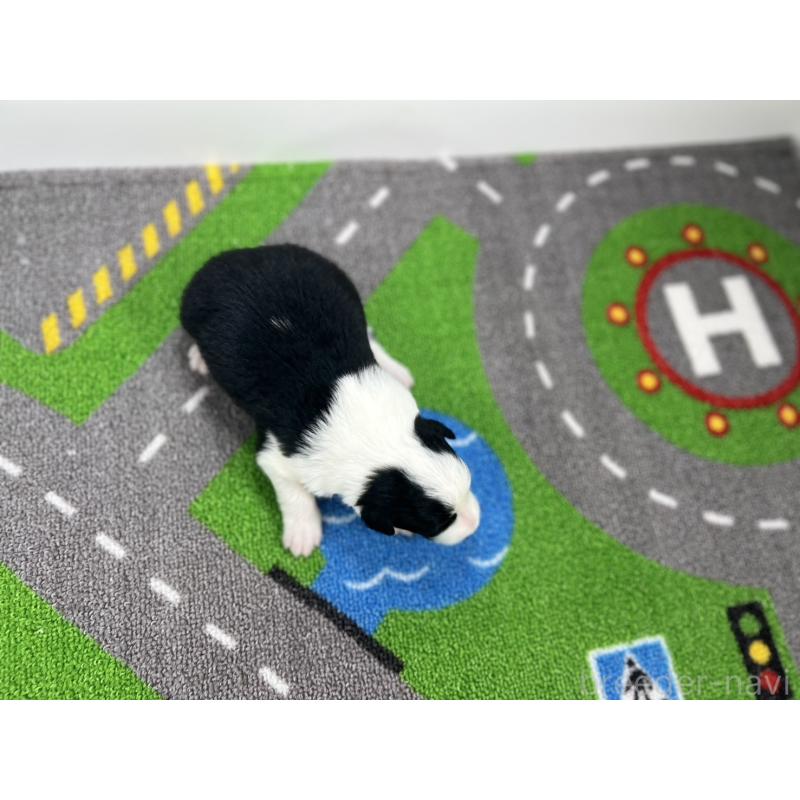 販売中の愛知県のボーダーコリー-433226の5枚目