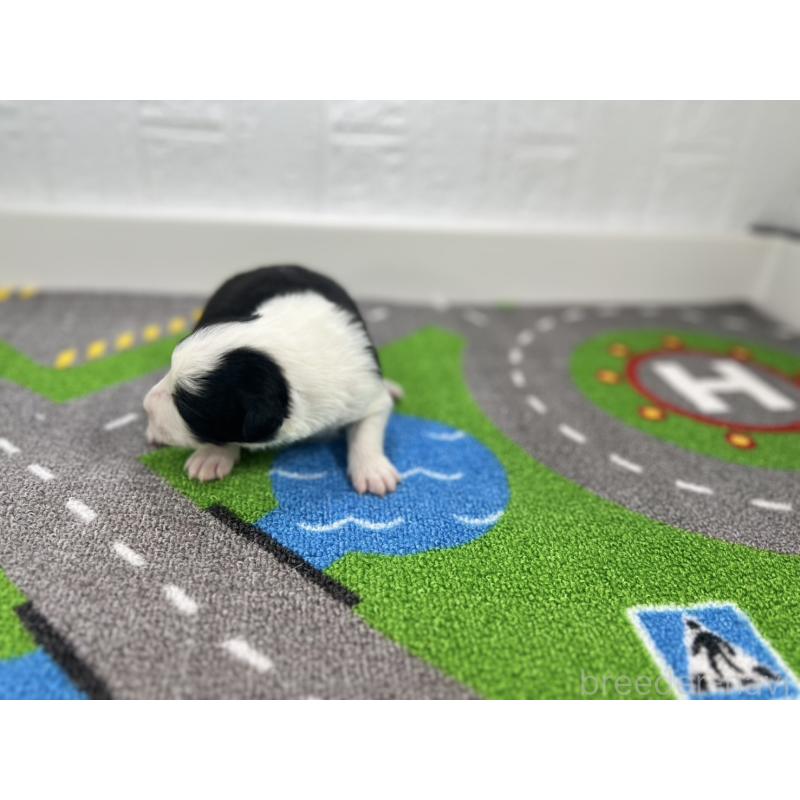 販売中の愛知県のボーダーコリー-433226の4枚目