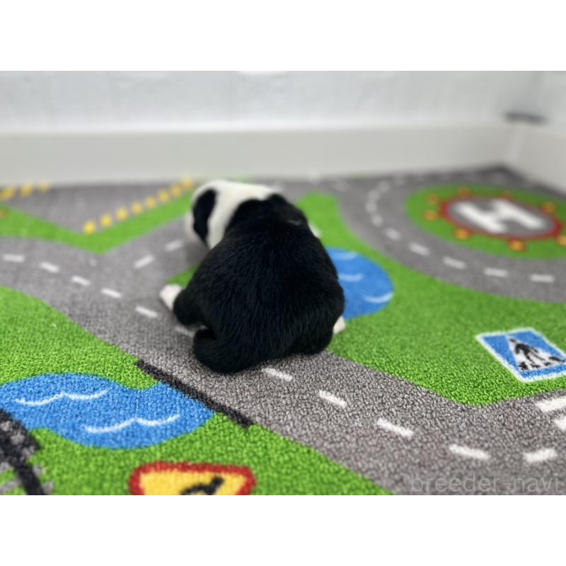 販売中の愛知県のボーダーコリー-433226の3枚目