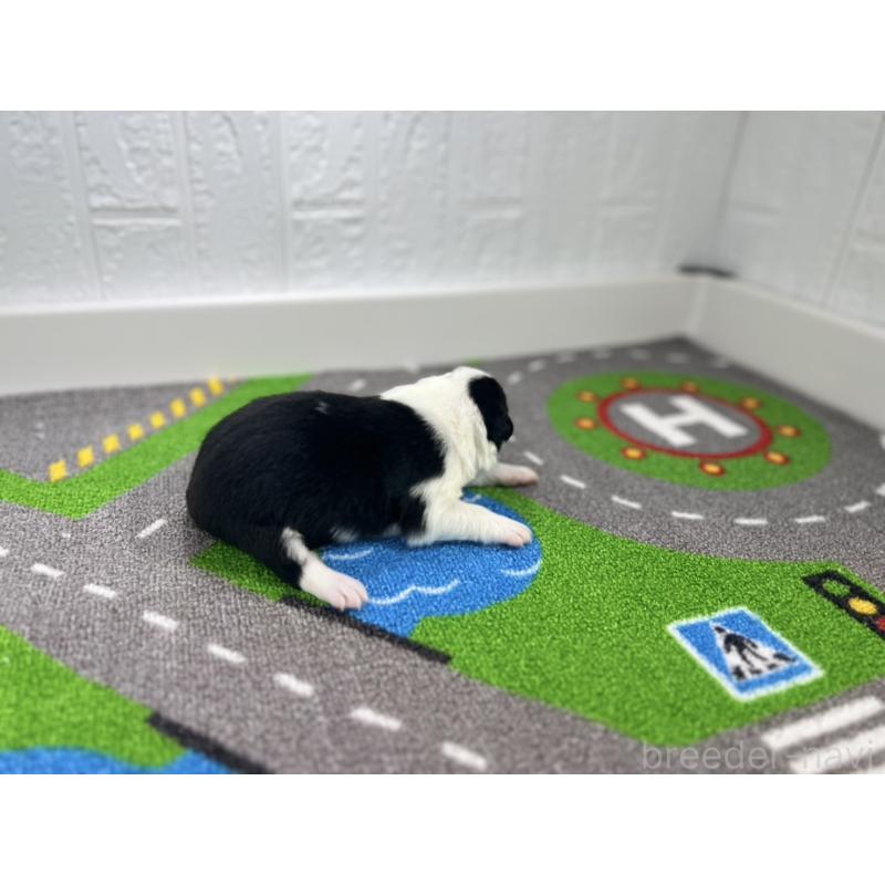 販売中の愛知県のボーダーコリー-433226の2枚目