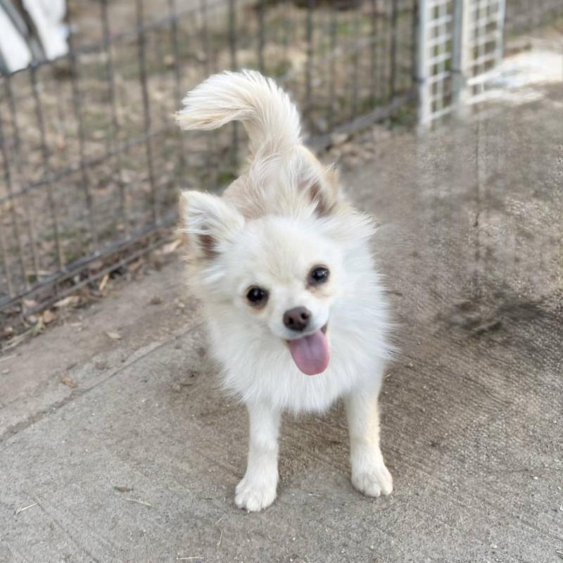 販売中の茨城県のポメチワ:ポメラニアン×チワワ-396487の19枚目