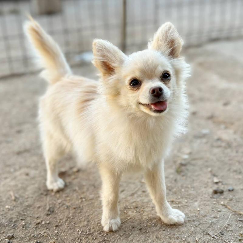 販売中の茨城県のポメチワ:ポメラニアン×チワワ-396487の18枚目